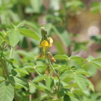 Crotalaria incana L.